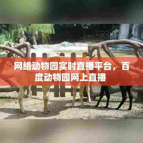 网络动物园实时直播平台,百度动物园网上直播