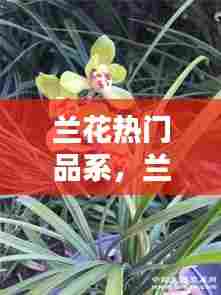 兰花热门品系,兰花热门品系图片