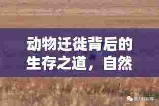 动物迁徙背后的生存之道,自然适应之力揭秘