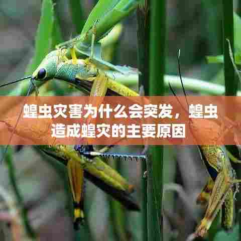 蝗虫灾害为什么会突发,蝗虫造成蝗灾的主要原因