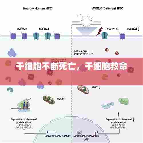 干细胞不断死亡,干细胞救命