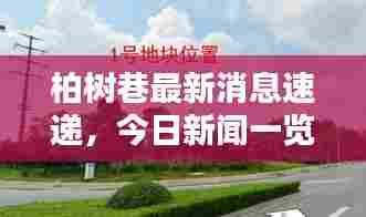 柏树巷最新消息速递，今日新闻一览