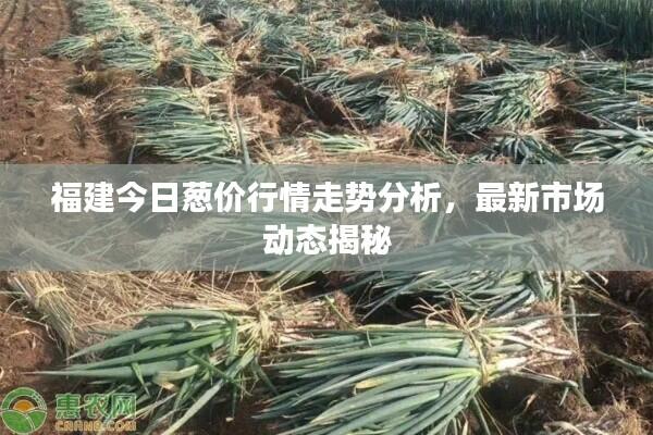 福建今日葱价行情走势分析,最新市场动态揭秘
