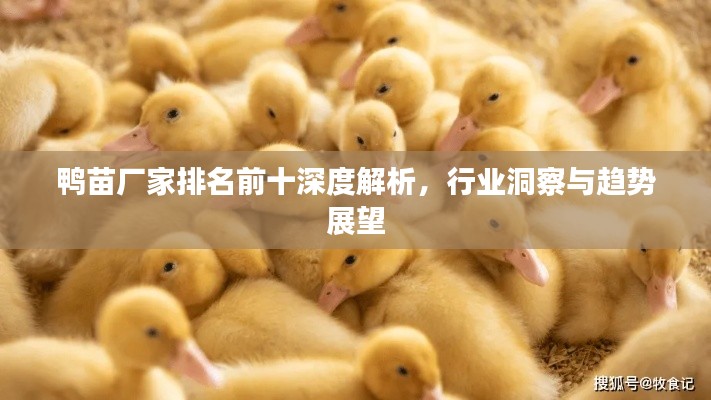 鸭苗厂家排名前十深度解析，行业洞察与趋势展望
