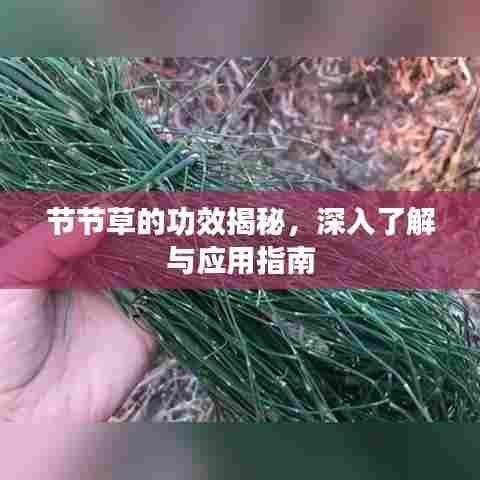 节节草的功效揭秘,深入了解与应用指南
