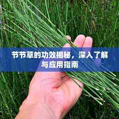 节节草的功效揭秘,深入了解与应用指南