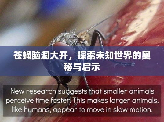 苍蝇脑洞大开,探索未知世界的奥秘与启示