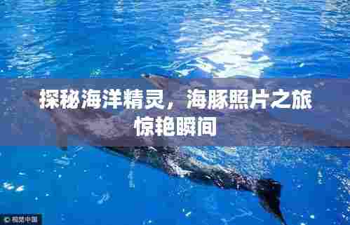 探秘海洋精灵,海豚照片之旅惊艳瞬间