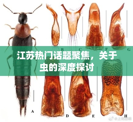 江苏热门话题聚焦,关于虫的深度探讨