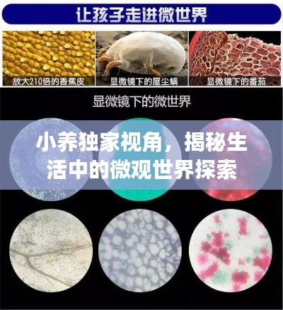 小养独家视角,揭秘生活中的微观世界探索
