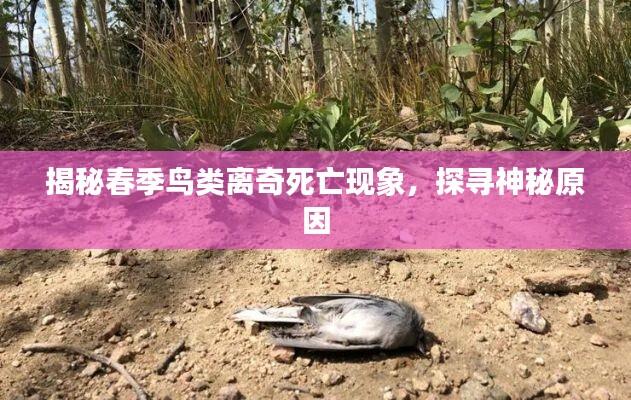 揭秘春季鸟类离奇死亡现象,探寻神秘原因