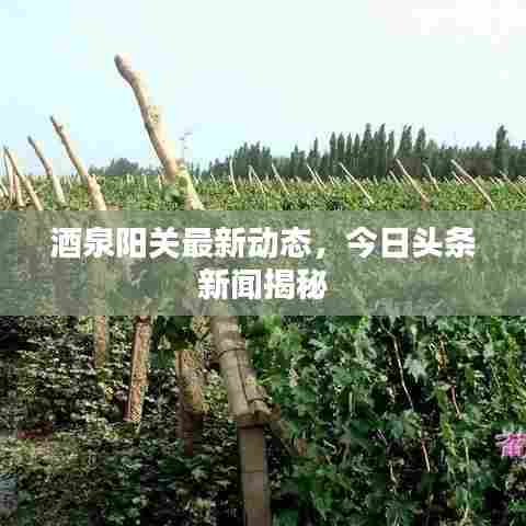 酒泉阳关最新动态，今日头条新闻揭秘