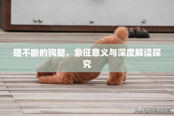 砸不断的狗腿,象征意义与深度解读探究
